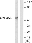 C12276-1 - CYP3A4