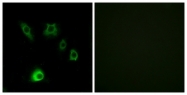 C12364-1 - FGF18