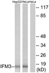 C12462-1 - IFITM3