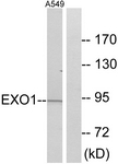 C13052-1 - Exonuclease 1 (EXO1)