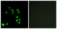 C13052-1 - Exonuclease 1 (EXO1)