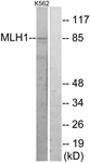 C13086-1 - MLH1