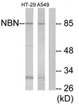 C13093-1 - Nibrin