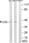C14005-1 - AGPAT4