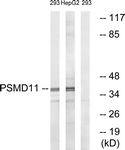 C14020-1 - PSMD11