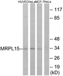 C14059-1 - MRPL15