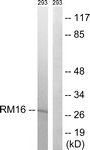 C14060-1 - MRPL16