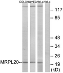 C14065-1 - MRPL20