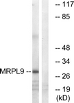 C14089-1 - MRPL9