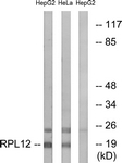 C14148-1 - RPL12
