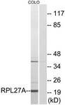 C14165-1 - RPL27A