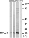 C14166-1 - RPL28