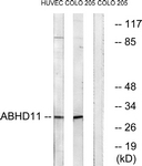 C14208-1 - ABHD11