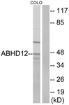 C14209-1 - ABHD12