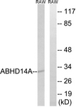 C14212-1 - ABHD14A