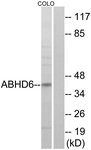 C14218-1 - ABHD6