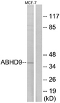 C14221-1 - ABHD9