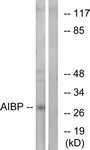 C14522-1 - APOA1BP