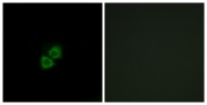 C14522-1 - APOA1BP