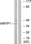 C14558-1 - Arfaptin-1