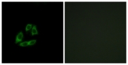C14558-1 - Arfaptin-1