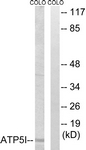C14593-1 - ATP synthase subunit e