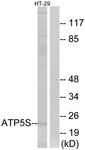 C14607-1 - ATP synthase subunit s