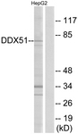 C14656-1 - DDX51