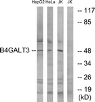 C14725-1 - B4GALT3