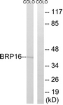 C14779-1 - Brain protein 16