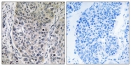 C14779-1 - Brain protein 16