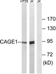 C14912-1 - CAGE1