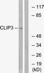 C14917-1 - CLIP3