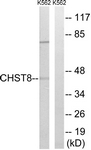 C14931-1 - CHST8