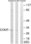 C14991-1 - COMT