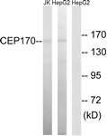 C15040-1 - CEP170