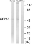 C15043-1 - CEP55