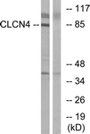 C15079-1 - CLCN4