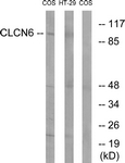 C15081-1 - CLCN6