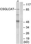C15095-1 - CSGLCAT