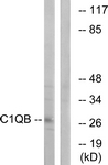 C15196-1 - C1q B subunit