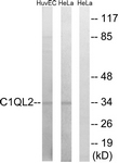 C15207-1 - C1QL2