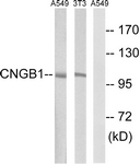 C15265-1 - CNGB1