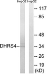 C15323-1 - DHRS4