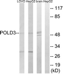 C15428-1 - POLD3