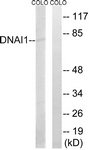 C15510-1 - DNAI1