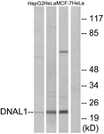 C15512-1 - DNAL1