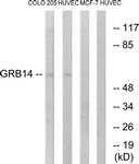 C15971-1 - GRB14