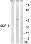C15982-1 - GDF15