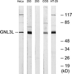 C16072-1 - GNL3L